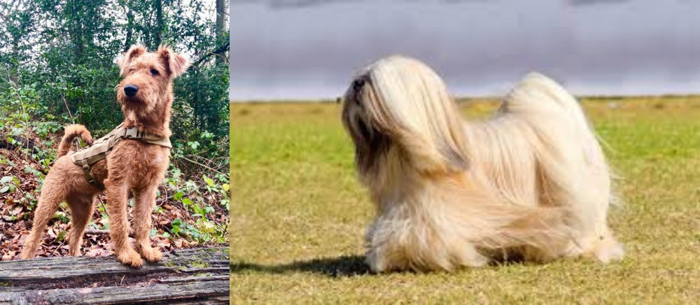 Lhasa Apso vs Irish Terrier - Breed Comparison