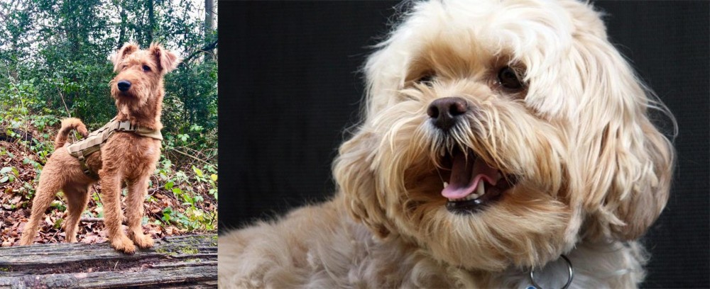 Lhasapoo vs Irish Terrier - Breed Comparison