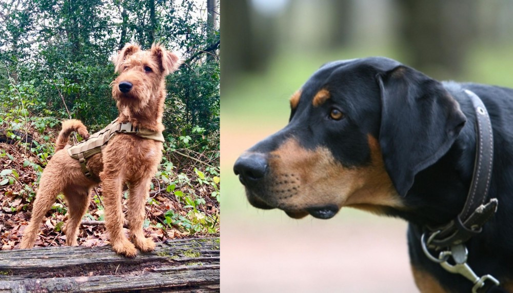Lithuanian Hound vs Irish Terrier - Breed Comparison