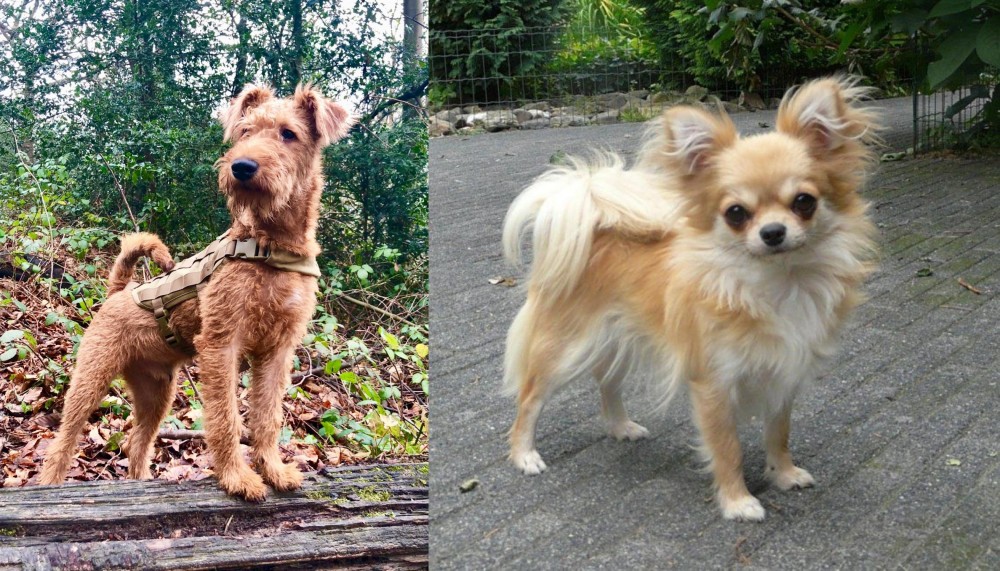 Long Haired Chihuahua vs Irish Terrier - Breed Comparison