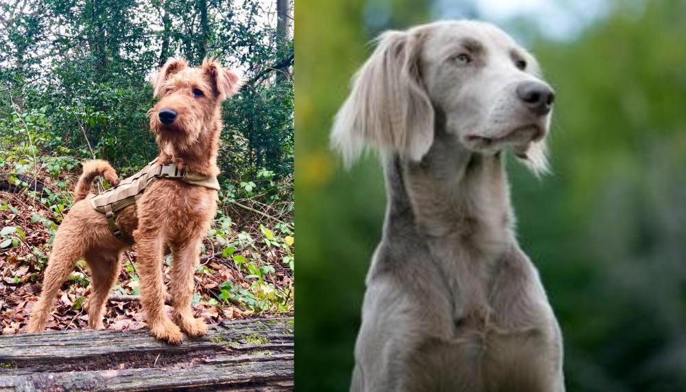 Longhaired Weimaraner vs Irish Terrier - Breed Comparison