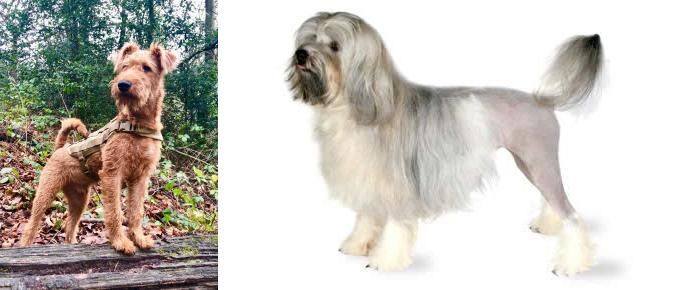 Lowchen vs Irish Terrier - Breed Comparison