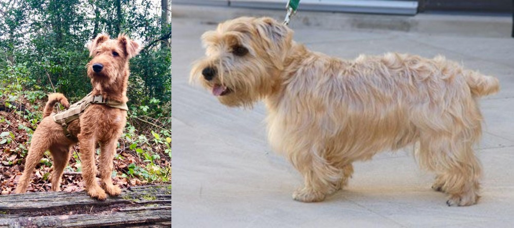 Lucas Terrier vs Irish Terrier - Breed Comparison