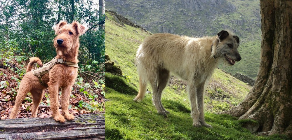 Lurcher vs Irish Terrier - Breed Comparison
