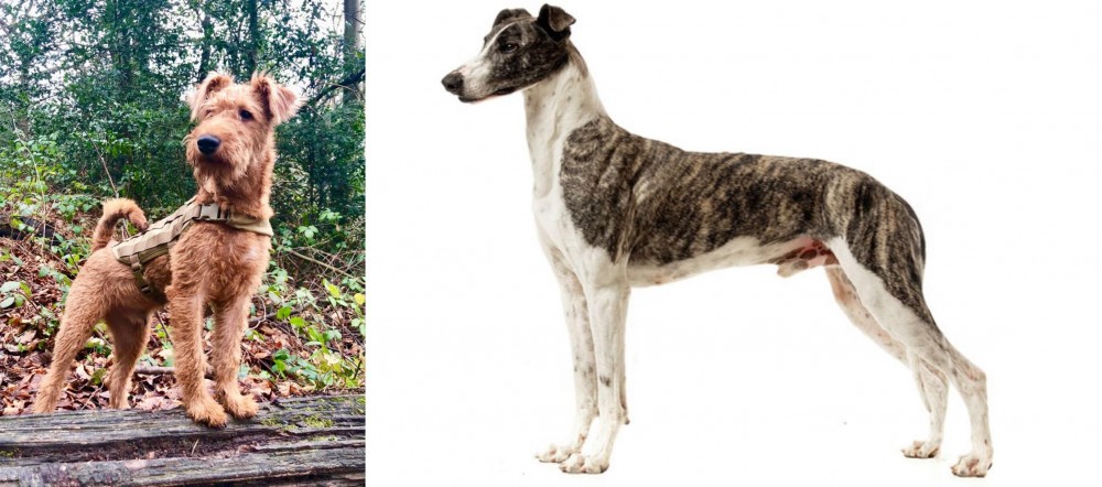 Magyar Agar vs Irish Terrier - Breed Comparison