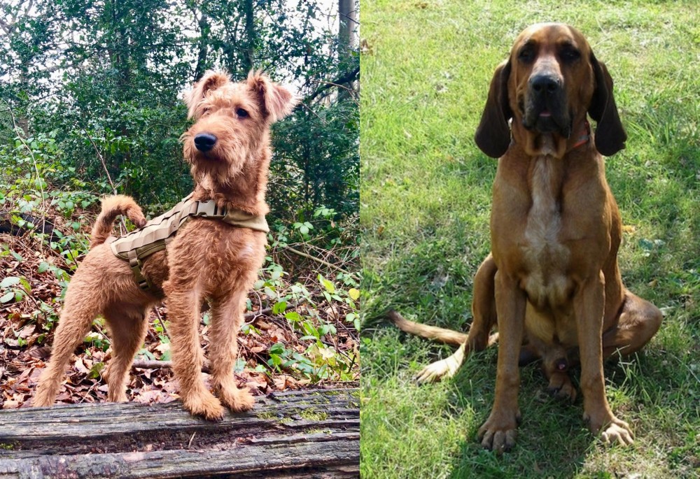 Majestic Tree Hound vs Irish Terrier - Breed Comparison