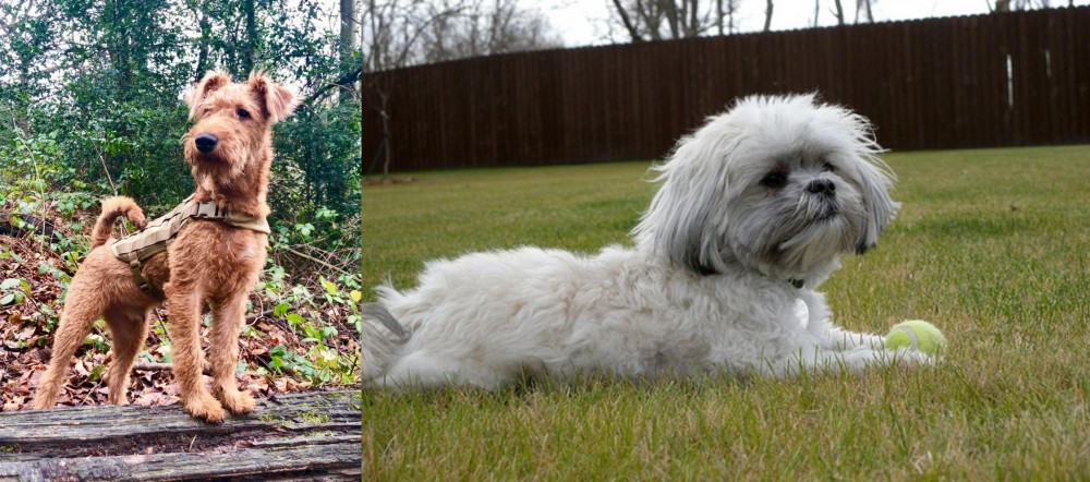 Mal-Shi vs Irish Terrier - Breed Comparison