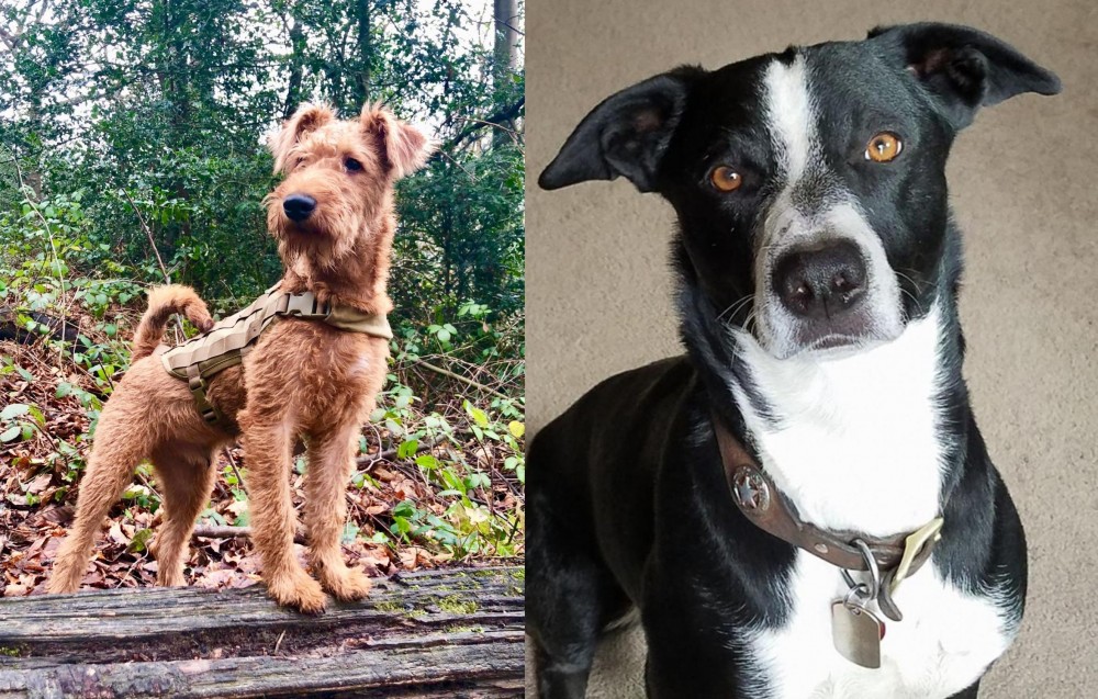 McNab vs Irish Terrier - Breed Comparison