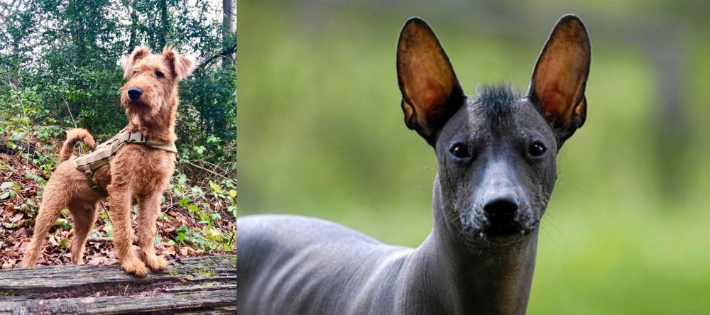 Mexican Hairless vs Irish Terrier - Breed Comparison