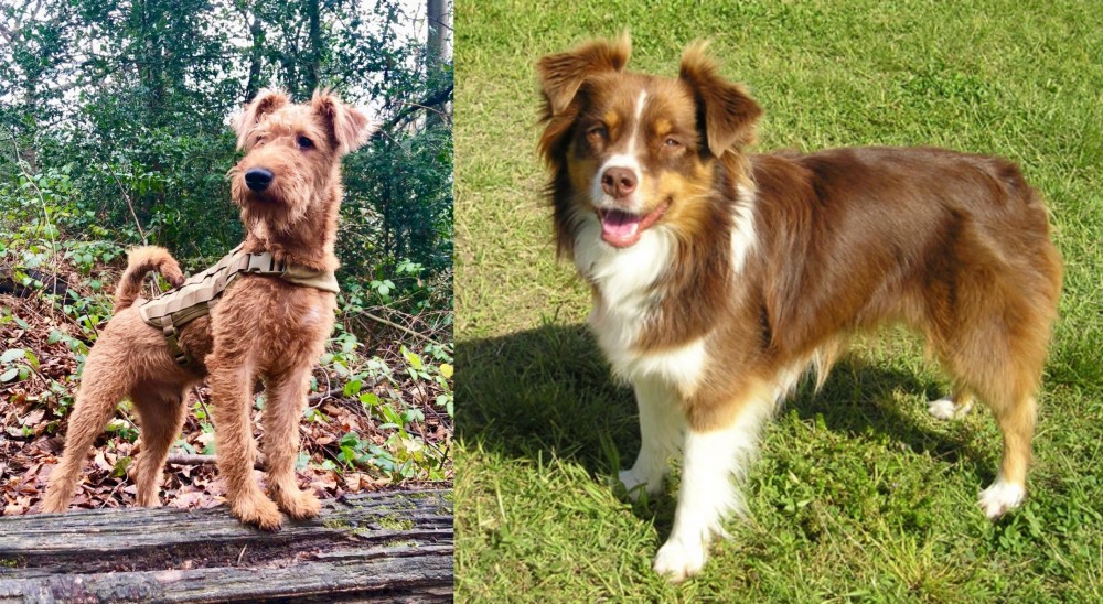Miniature Australian Shepherd vs Irish Terrier - Breed Comparison