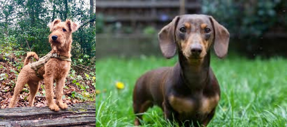 Miniature Dachshund vs Irish Terrier - Breed Comparison