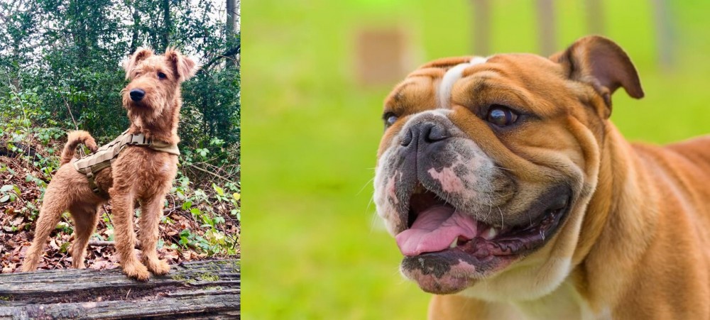 Miniature English Bulldog vs Irish Terrier - Breed Comparison