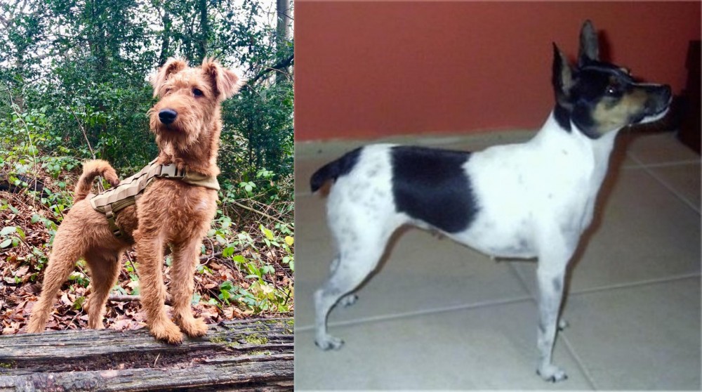 Miniature Fox Terrier vs Irish Terrier - Breed Comparison