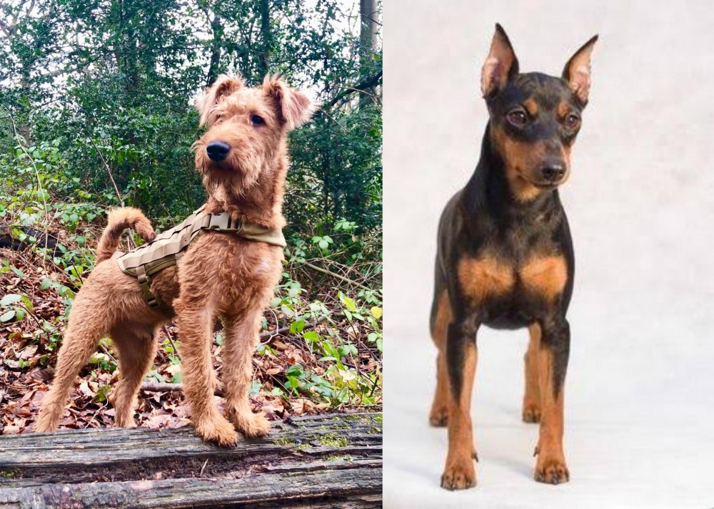 Miniature Pinscher vs Irish Terrier - Breed Comparison