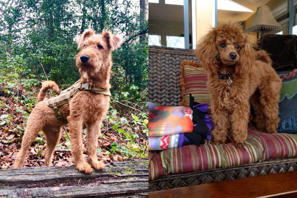 Miniature Poodle vs Irish Terrier - Breed Comparison