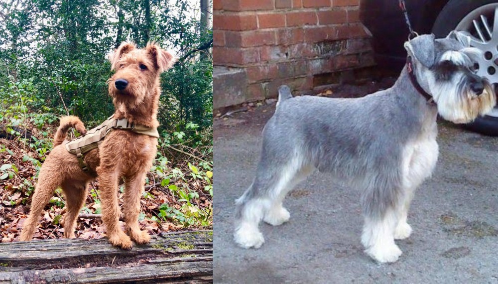 Miniature Schnauzer vs Irish Terrier - Breed Comparison
