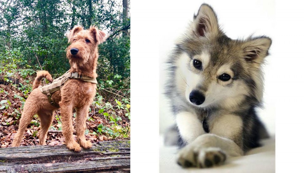 Miniature Siberian Husky vs Irish Terrier - Breed Comparison