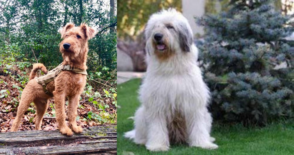 Mioritic Sheepdog vs Irish Terrier - Breed Comparison