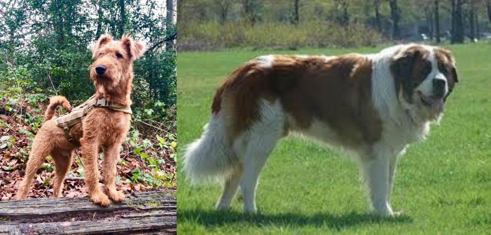 Moscow Watchdog vs Irish Terrier - Breed Comparison