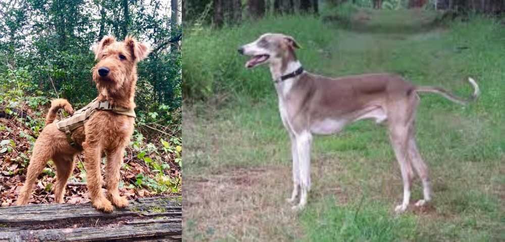 Mudhol Hound vs Irish Terrier - Breed Comparison