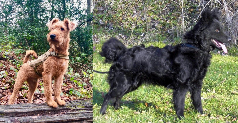 Mudi vs Irish Terrier - Breed Comparison