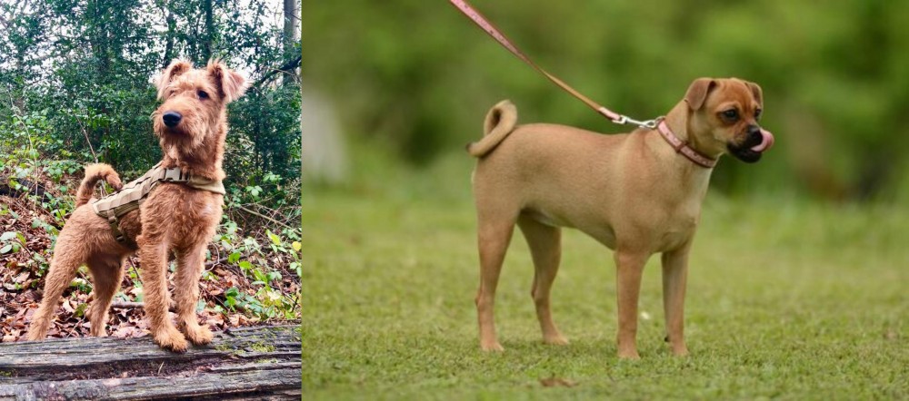 Muggin vs Irish Terrier - Breed Comparison