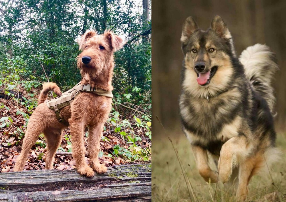 Native American Indian Dog vs Irish Terrier - Breed Comparison