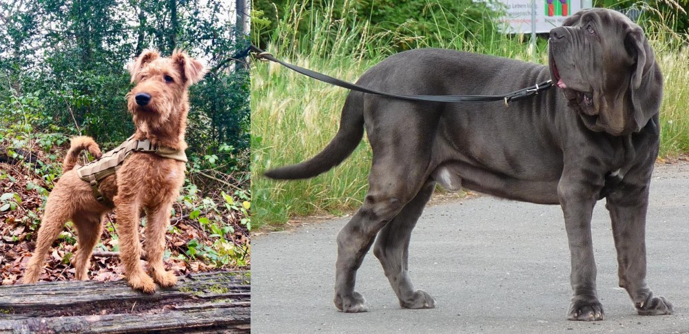 Neapolitan Mastiff vs Irish Terrier - Breed Comparison