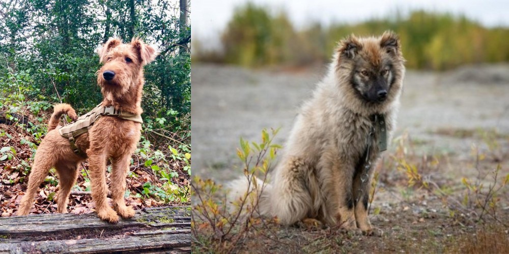 Nenets Herding Laika vs Irish Terrier - Breed Comparison