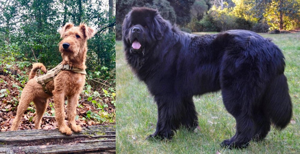 Newfoundland Dog vs Irish Terrier - Breed Comparison