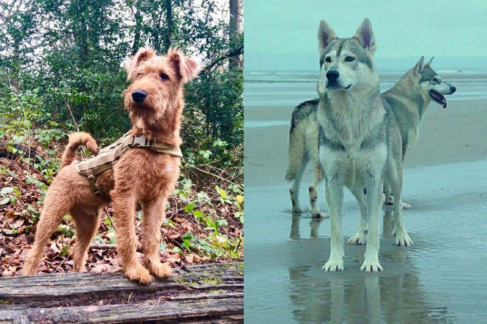 Northern Inuit Dog vs Irish Terrier - Breed Comparison