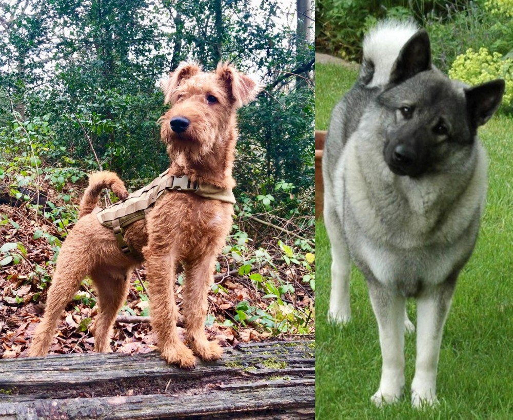 Norwegian Elkhound vs Irish Terrier - Breed Comparison