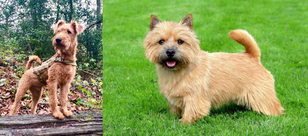 Norwich Terrier vs Irish Terrier - Breed Comparison