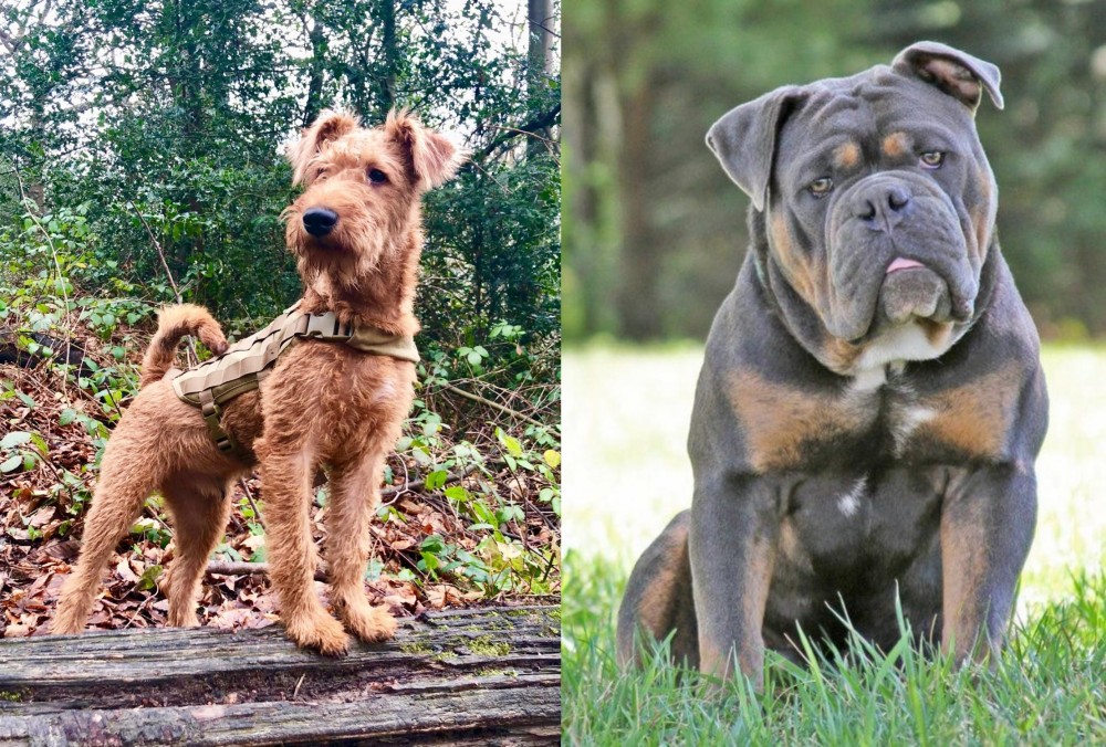 Olde English Bulldogge vs Irish Terrier - Breed Comparison