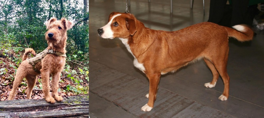 Osterreichischer Kurzhaariger Pinscher vs Irish Terrier - Breed Comparison