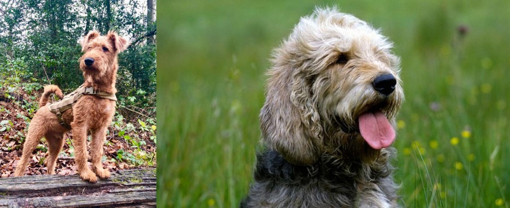 Otterhound vs Irish Terrier - Breed Comparison