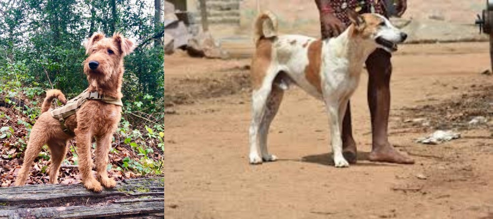 Pandikona vs Irish Terrier - Breed Comparison
