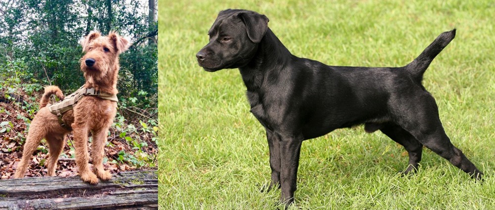 Patterdale Terrier vs Irish Terrier - Breed Comparison