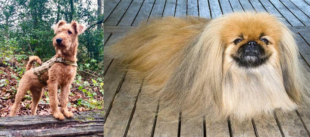 Pekingese vs Irish Terrier - Breed Comparison