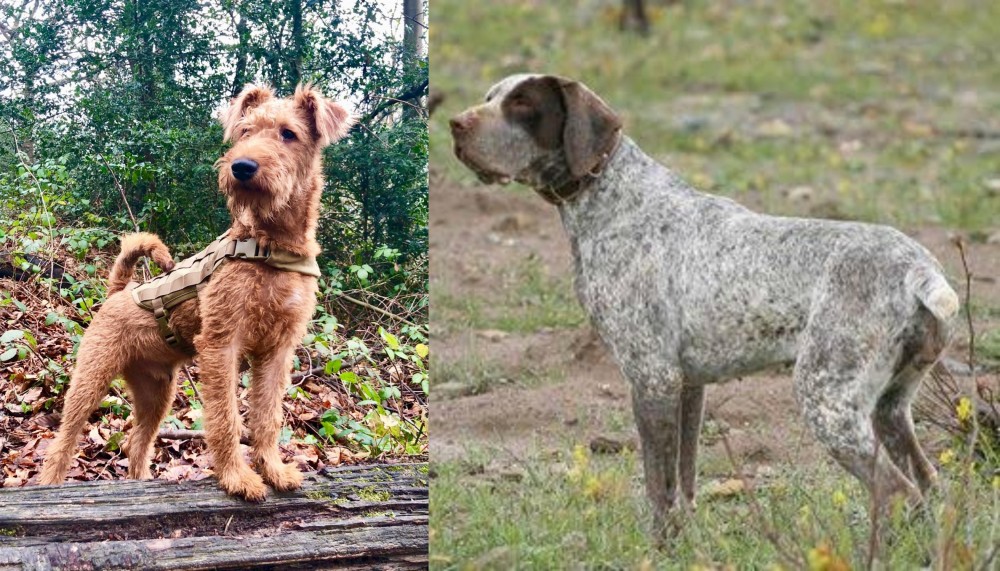 Perdiguero de Burgos vs Irish Terrier - Breed Comparison