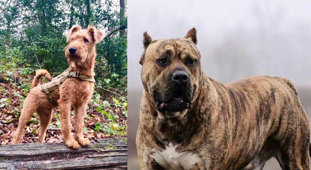 Perro de Presa Canario vs Irish Terrier - Breed Comparison