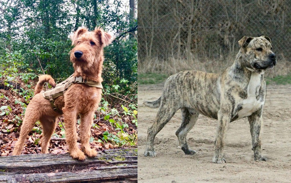 Perro de Presa Mallorquin vs Irish Terrier - Breed Comparison