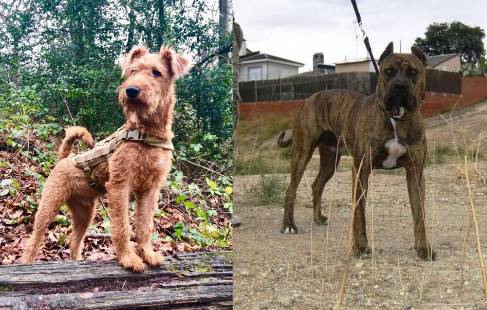 Perro de Toro vs Irish Terrier - Breed Comparison