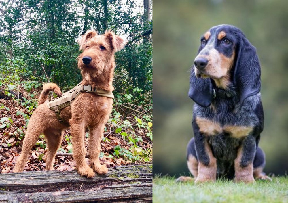 Petit Bleu de Gascogne vs Irish Terrier - Breed Comparison
