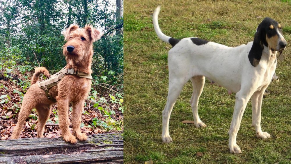 Petit Gascon Saintongeois vs Irish Terrier - Breed Comparison