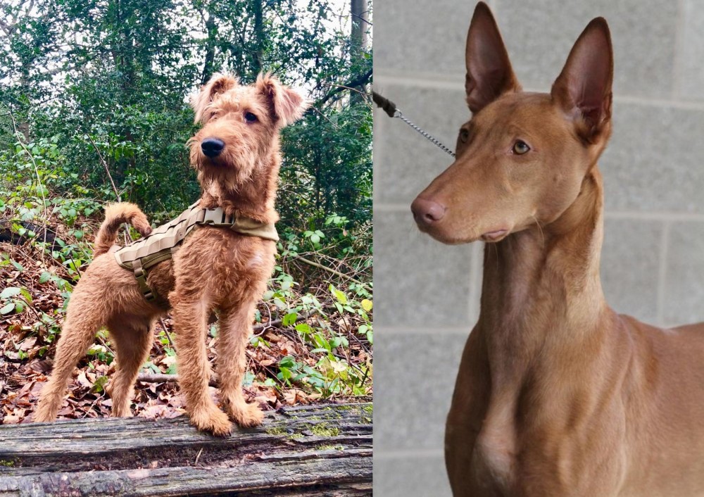 Pharaoh Hound vs Irish Terrier - Breed Comparison