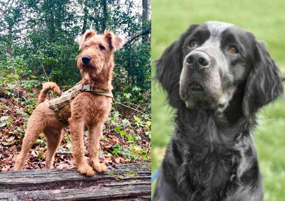 Picardy Spaniel vs Irish Terrier - Breed Comparison