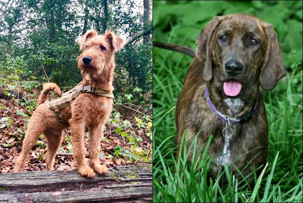 Plott Hound vs Irish Terrier - Breed Comparison