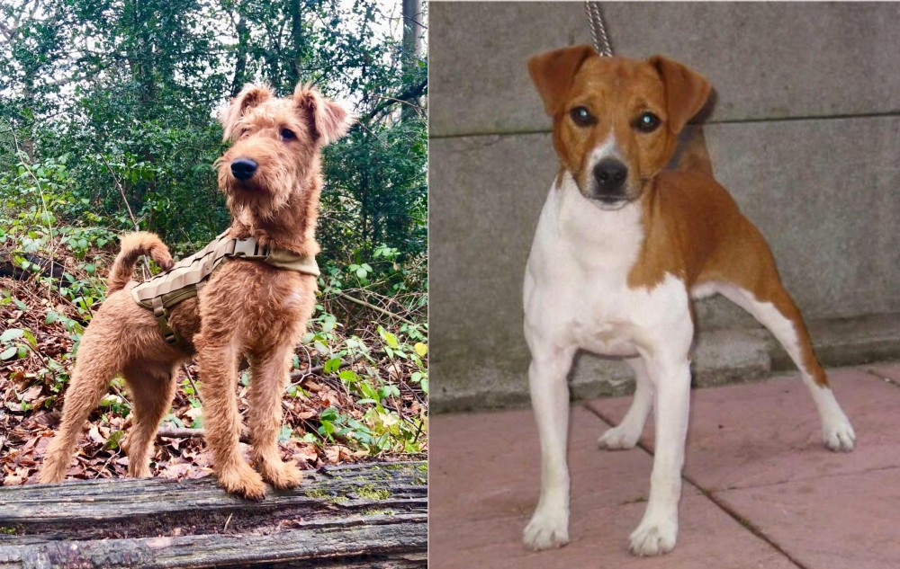 Plummer Terrier vs Irish Terrier - Breed Comparison