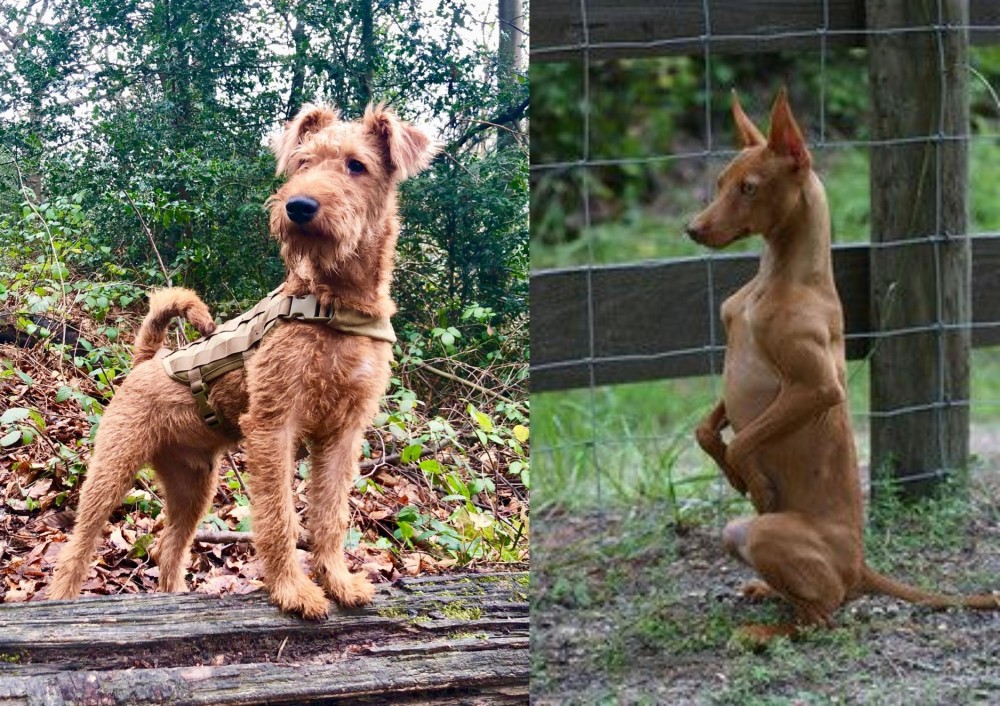 Podenco Andaluz vs Irish Terrier - Breed Comparison